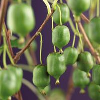 Vanderstarre Mini kiwi (Actinidia arguta "Issaiâ€) klimplant