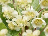 Vanderstarre Kiwi (mannelijk) (Actinidia deliciosa "Atlasâ€) klimplant