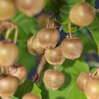 Vanderstarre Kiwi (vrouwelijk) (Actinidia deliciosa "Haywardâ€) klimplant