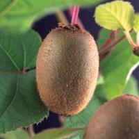 Vanderstarre Kiwi (zelfbestuivend) (Actinidia deliciosa "Jenny") klimplant