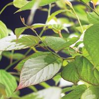 Vanderstarre Sierkiwi (Actinidia kolomikt) klimplant