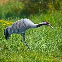 Kraanvogel dierfiguur