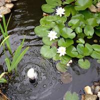 Drie Waterlelies