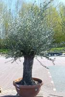 Warentuin Olijfboom Olea 200 cm Dikke oude Stam