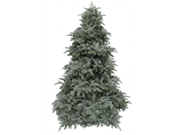 IGarden Triumph Tree Abies Nordmann Forest blue de Luxe 215