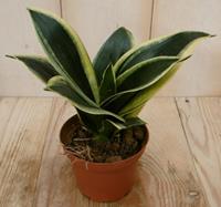 Kamerplant Vrouwentong Sansevieria bont mini