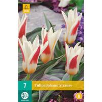 Tulp Johann Strauss 7 bollen