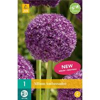 Allium ambassador 1 bol