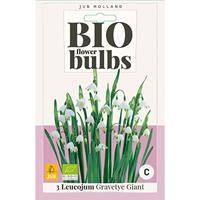 Bio leucojum gravetye giant 3 bollen