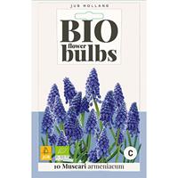 Bio muscari armeniacum 10 bollen