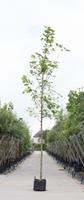 Warentuin Noorse esdoorn Acer pl. Emmerald Queen h 350 cm st. dia 12 cm