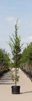 Warentuin Zuil haagbeuk laagstam Carpinus betulus Fastigiata h 350 cm st. dia 12 cm st. h 30 cm