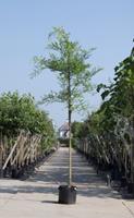 Warentuin Honingboom Sophora japonica h 350 cm st. dia 12 cm