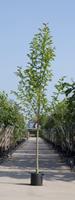 Warentuin Beverboom Magnolia kobus h 350 cm st. dia 12 cm