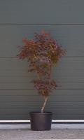 Warentuin Rode Japanse esdoorn Bloodgood Acer palmatum Bloodgood h 137,5 cm