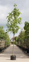 Warentuin Gewone esdoorn Acer pseudoplatanus h 450 cm st. dia 16 cm