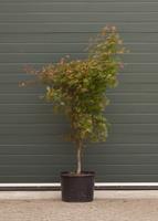 Warentuin Japanse esdoorn Osakazuki Acer palmatum Osakazuki h 137,5 cm