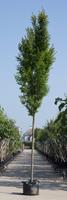 Warentuin Zuil haagbeuk Carpinus betulus Fastigiata h 450 cm st. dia 16 cm st. h 220 cm