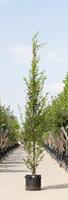 Warentuin Zuil haagbeuk laagstam Carpinus betulus Fastigiata h 450 cm st. dia 16 cm st. h 30 cm