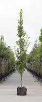 Warentuin Zuil eik Quercus robur Fastigiate Koster h 450 cm st. dia 16 cm st. h 30 cm