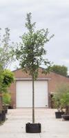Warentuin Zomereik Quercus robur h 550 cm st. dia 19 cm