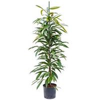 plantenwinkel.nl Ficus amstel king toef M hydrocultuur plant