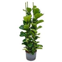 plantenwinkel.nl Ficus lyrata bambino 3pp M hydrocultuur plant