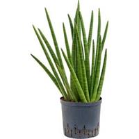 plantenwinkel.nl Sansevieria enjoy hydrocultuur plant