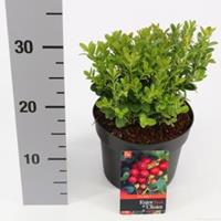 plantenwinkel.nl Vossenbes (Vaccinium Vitis-Idaea â€œFireballsâ€®) heester - 20-25 cm (C2) - 6 stuks