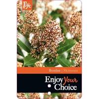 plantenwinkel.nl Skimmia (Skimmia Japonica â€œBonfireâ€®) heester - 15-20 cm (P10,5) - 11 stuks