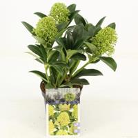 plantenwinkel.nl Skimmia (Skimmia Japonica â€œWhite Globeâ€®) heester - 15-20 cm (P10.5) - 11 stuks