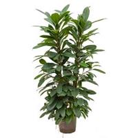 plantenwinkel.nl Ficus cyathistipula 4pp hydrocultuur plant