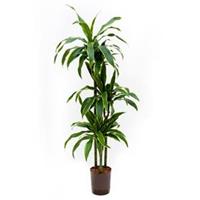 plantenwinkel.nl Dracaena arturo L hydrocultuur plant