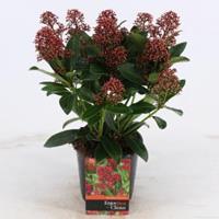 plantenwinkel.nl Skimmia (Skimmia Japonica â€œRubellaâ€) heester - 20+ cm (P13) - 8 stuks