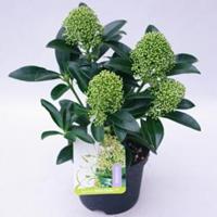 plantenwinkel.nl Skimmia (Skimmia Japonica â€œWhite Globeâ€®) heester - 20-30 cm (P13) - 8 stuks