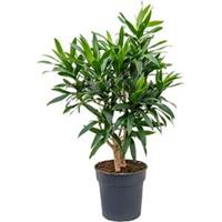 Dracaena Pleomele reflexa M kamerplant