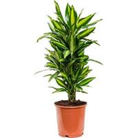 plantenwinkel.nl Dracaena cintho M kamerplant