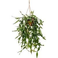 plantenwinkel.nl Rhipsalis eliptica hangplant