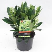 plantenwinkel.nl Skimmia (Skimmia Japonica â€œFinchyâ€®) heester - 30-40 cm (C3) - 6 stuks