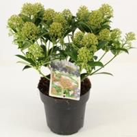 plantenwinkel.nl Skimmia (Skimmia Japonica â€œMarlotâ€) heester - 20-25 cm (P15) - 6 stuks