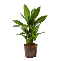 plantenwinkel.nl Aspidistra elatior L hydrocultuur plant