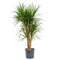 plantenwinkel.nl Dracaena marginata XL hydrocultuur plant