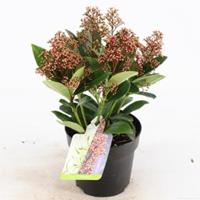 plantenwinkel.nl Skimmia (Skimmia Japonica â€œBonfireâ€®) heester - 20+ (P13) - 8 stuks