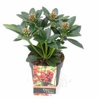 plantenwinkel.nl Skimmia (Skimmia Japonica â€œOlympic Flameâ€) heester - 20+ cm (P13) - 8 stuks