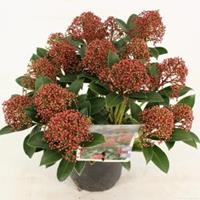 plantenwinkel.nl Skimmia (Skimmia Japonica â€œPink Dwarfâ€®) heester - 10-15 cm (P13) - 8 stuks