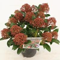 plantenwinkel.nl Skimmia (Skimmia Japonica â€œPink Dwarfâ€®) heester - 10-15 cm (P13) - 8 stuks