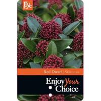 plantenwinkel.nl Skimmia (Skimmia Japonica â€œRed Dwarfâ€®) heester - 10-15 cm (P13) - 8 stuks