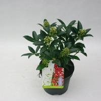 plantenwinkel.nl Skimmia (Skimmia Japonica â€œRed Riding Hoodâ€) heester - 15-20 cm (P13) - 8 stuks