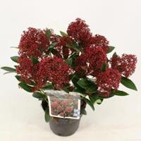 plantenwinkel.nl Skimmia (Skimmia Japonica â€œRubestaâ€®) heester - 10-15 cm (P13) - 8 stuks