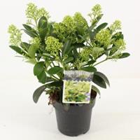 plantenwinkel.nl Skimmia (Skimmia Japonica â€œFinchyâ€®) heester - 20-25 cm (P15) - 6 stuks